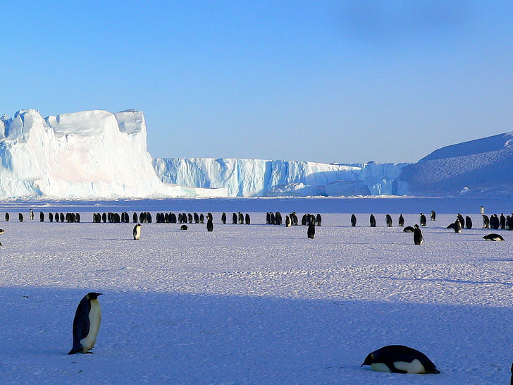 group of penguins surrounded with glacier
