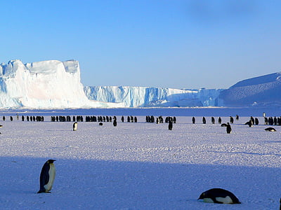 group of penguins surrounded with glacier