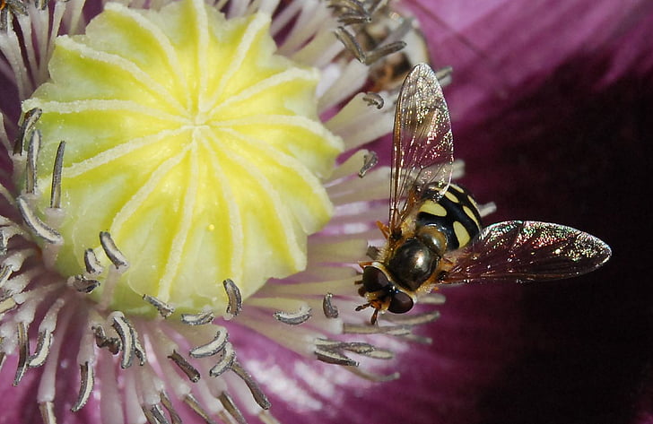hoverfly perched on white and yellow petaled flower closeup photography