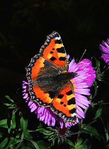 painted lady butterfly on purple flower