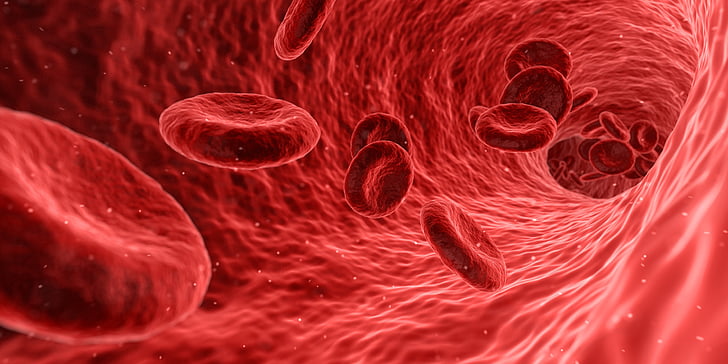 blood cells illustration