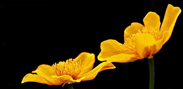 closeup phtography of two yellow avens flowers
