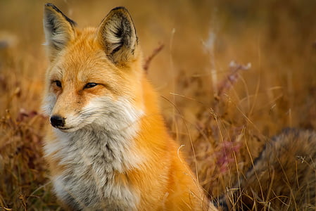fox on grass