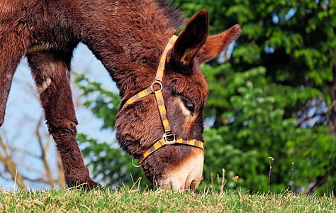 donkey eating grass under clear sky