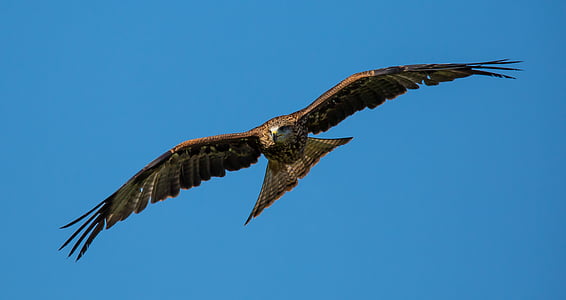 hawk flying under blue sky during daytime
