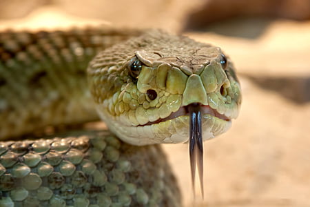 closeup photo of gray and green snake