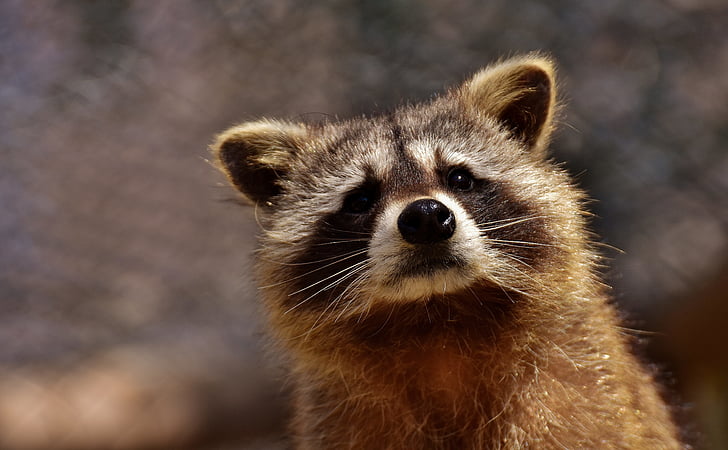 closeup photo of brown raccoon