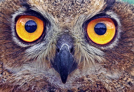 closeup photography of brown owl