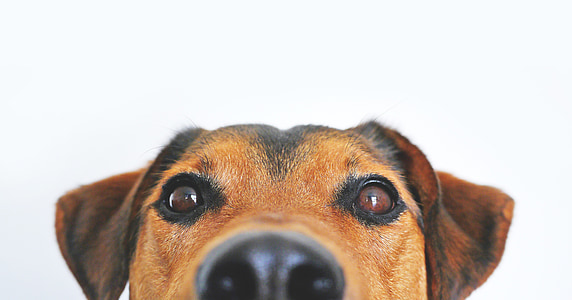 close-up photo of short-coated black and tan dog