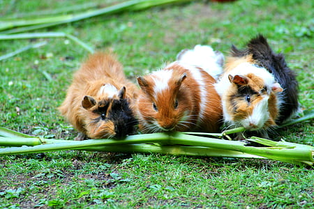 three guinea pigs eating green plant branch