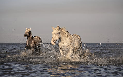 two white horse on body of water