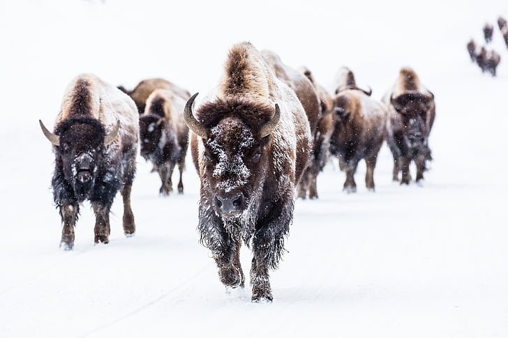 group of bison during snowy weather