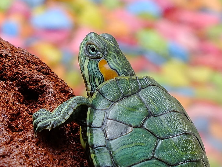 green turtle on brown rock
