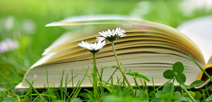 selective focus photo of open book on grass