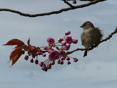 brown bird on tree branch with flower