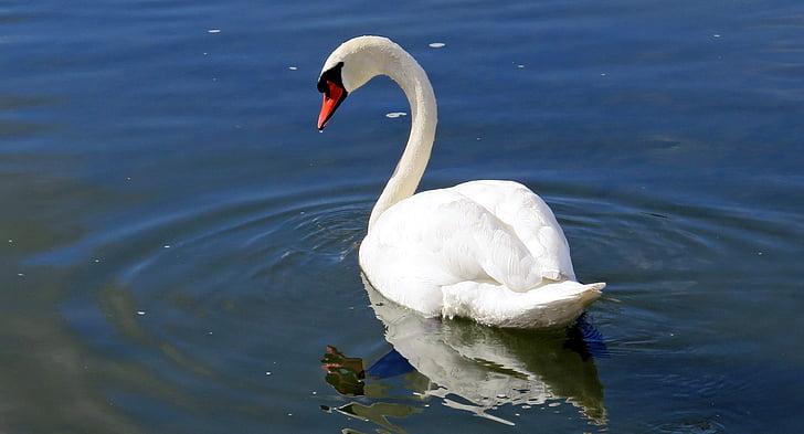 white swan on water at daytime
