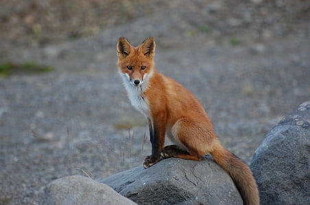 fox on rock