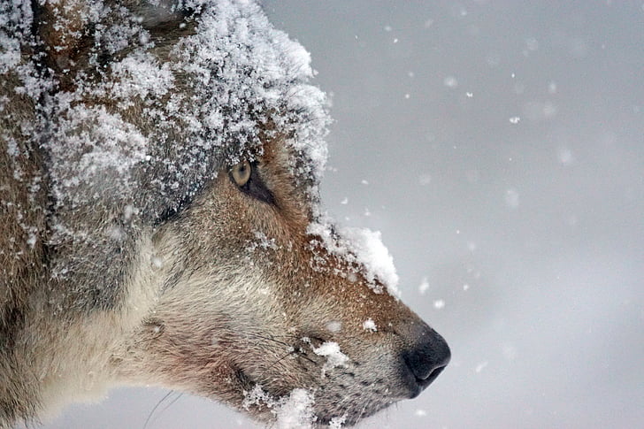 close-up of a wolf's face covered in snow