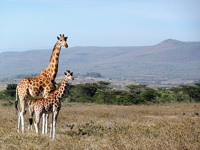 landscape photography of two giraffes standing on ground