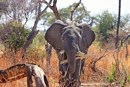 gray elephant surrounded by grass during daytime