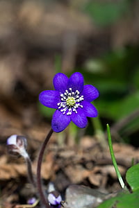 selective focused purple petaled flower