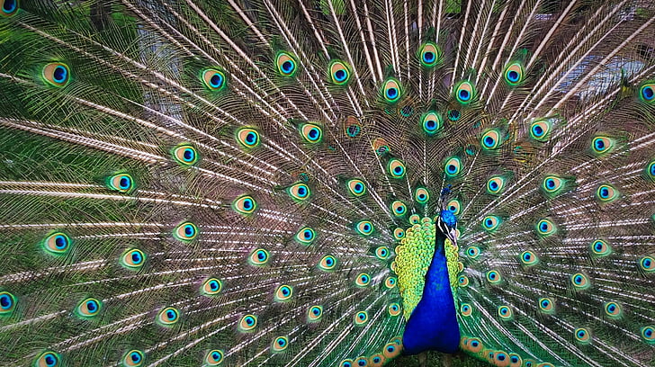 shallow focus photography of green and blue peacock