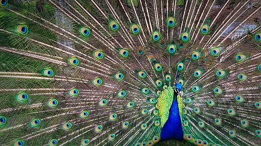 shallow focus photography of green and blue peacock