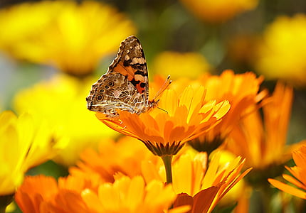 brown and black Butterfly on flower