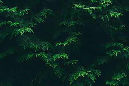 green pine trees