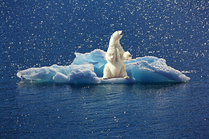 polar bear on ice