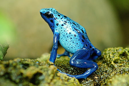 selective-focus photography of blue frog