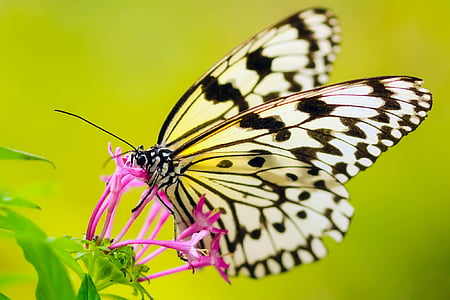 paperkite butterfly perched on purple petaled flower closeup photography