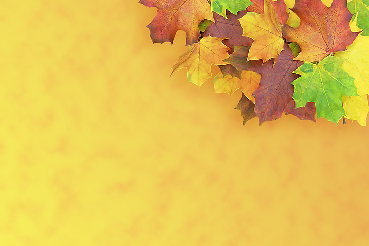 green, brown, and yellow maple leaves