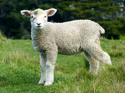 lamb on lawn