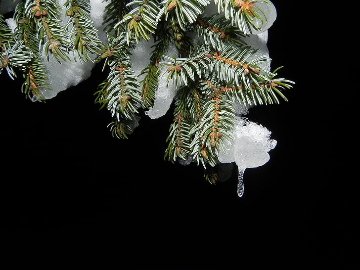 green leaf tree with melt ice