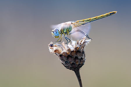 close-up photography of green dragonfly on petaled flower