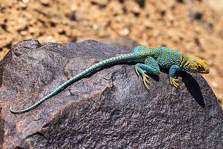 teal and brown lizard on rock