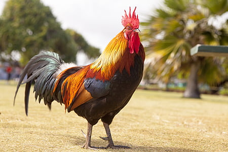 red, black, and yellow rooster