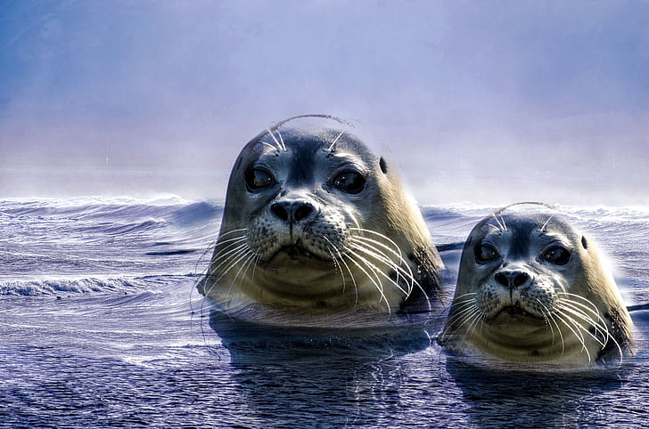 two white and black seals on water illustration
