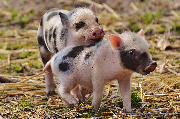 two white-and-black piglets