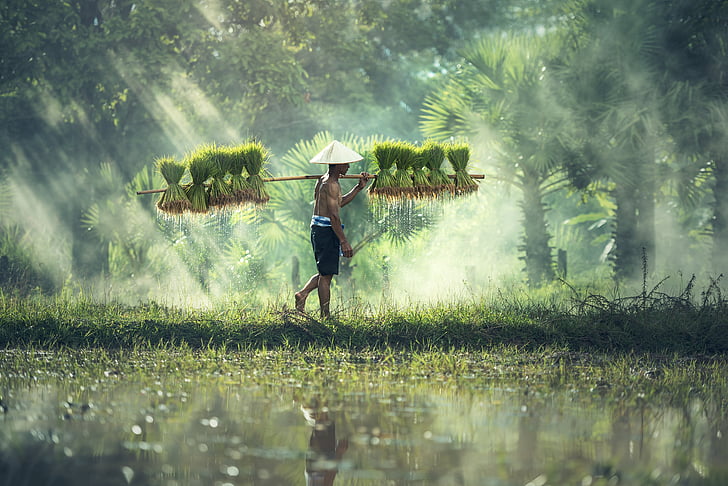 man carrying green plants during daytime