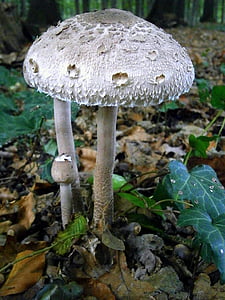 closeup photo of gray and brown fungi