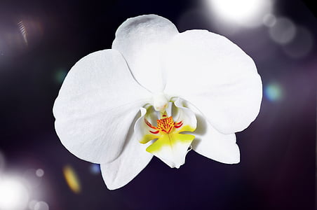 white and yellow orchid