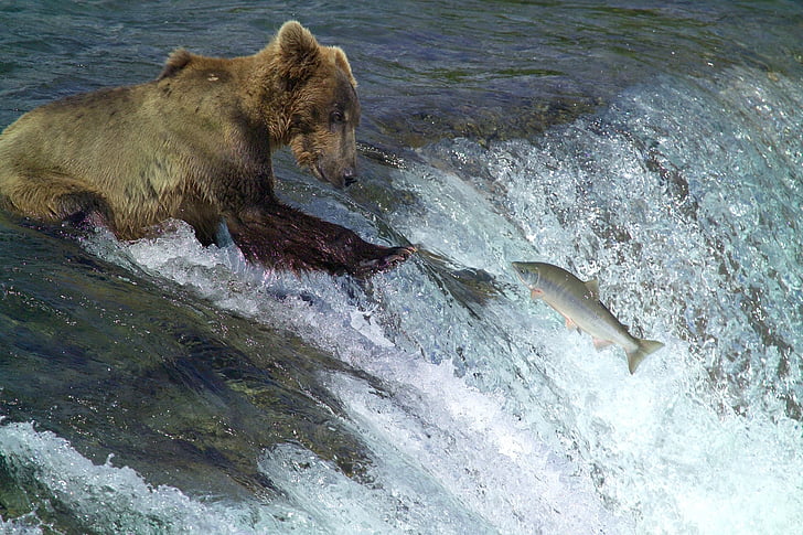 grizzly bear hunting salmon fishes on water
