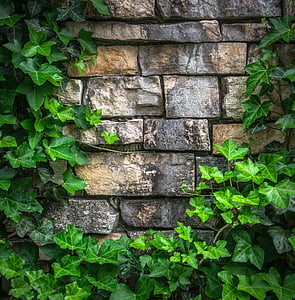 brown brick wall surrounded with vine plants