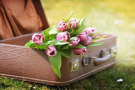 pink and green tulip flowers on brown brief case