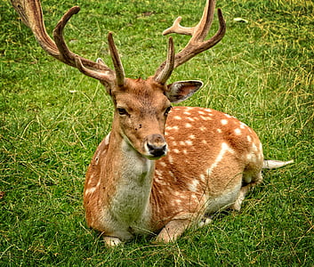 brown and white deer sitting on green grass field