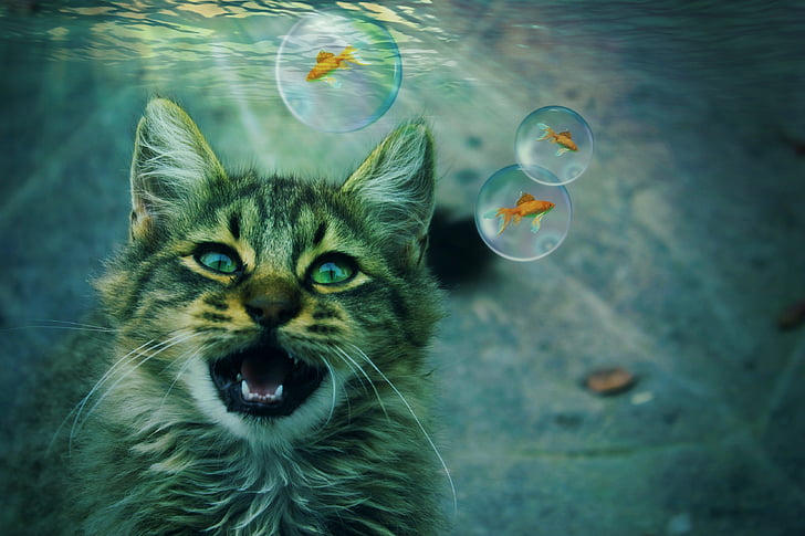 gray tabby cat and fish underwater