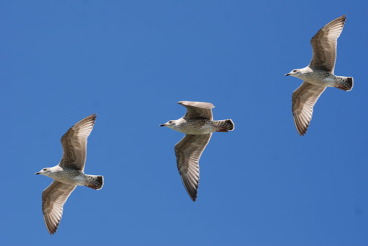 three grey gulls flying at daytime