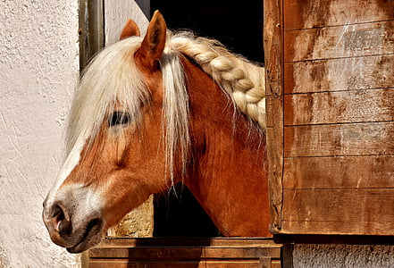 brown horse on brown wooden window